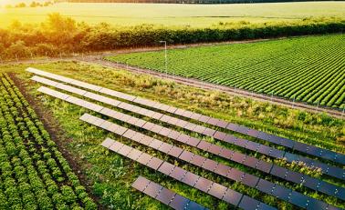 恩平市省級現代農業“五位一體”示范